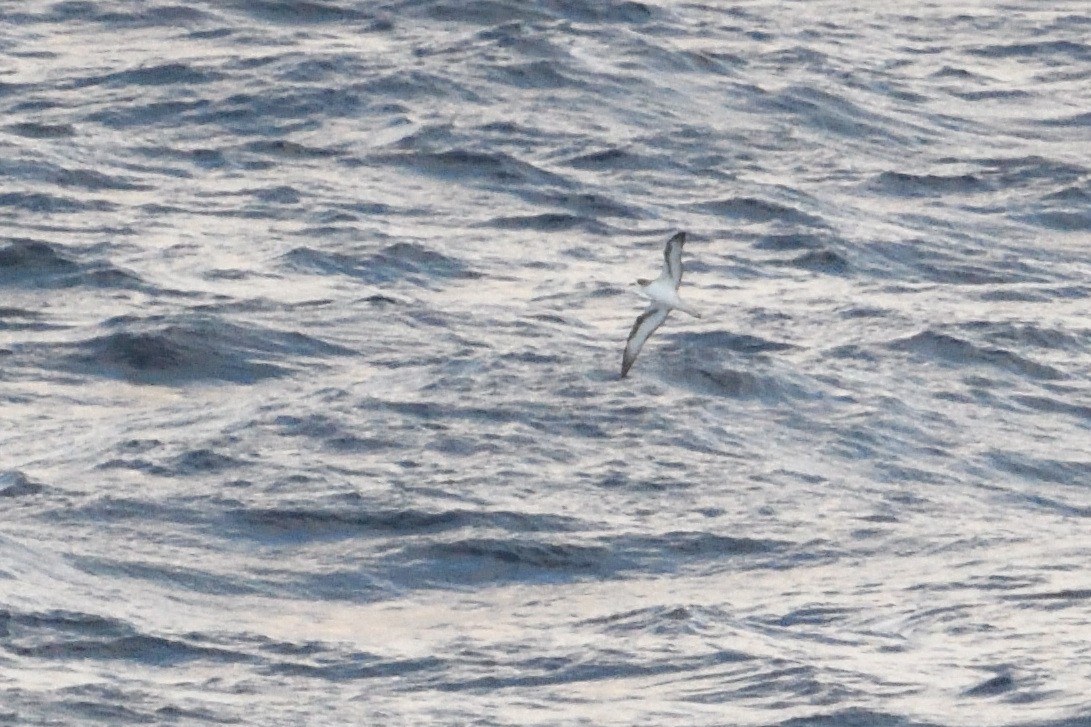 rodriguespetrell - ML646510922