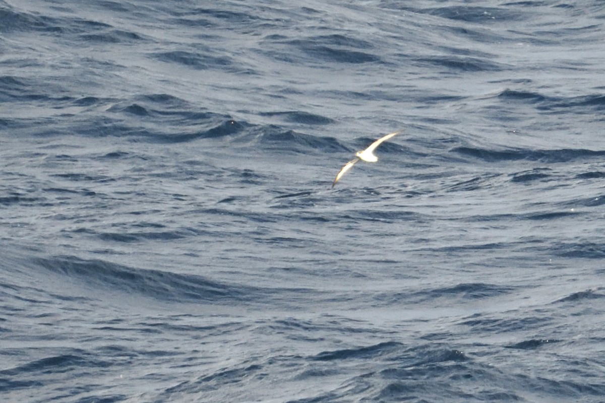 rodriguespetrell - ML646510923