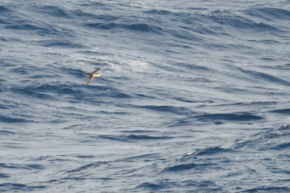 rodriguespetrell - ML646510924