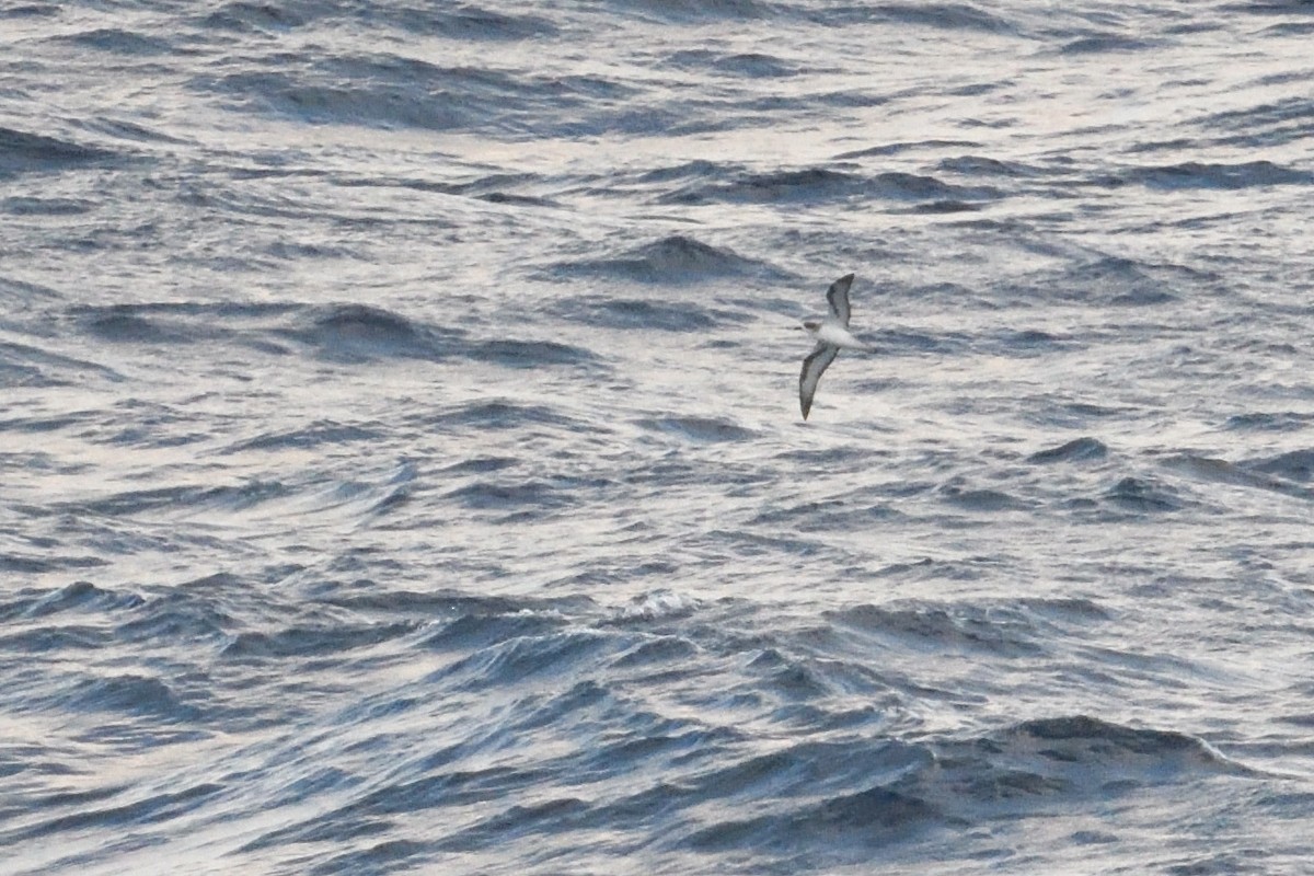 rodriguespetrell - ML646510925