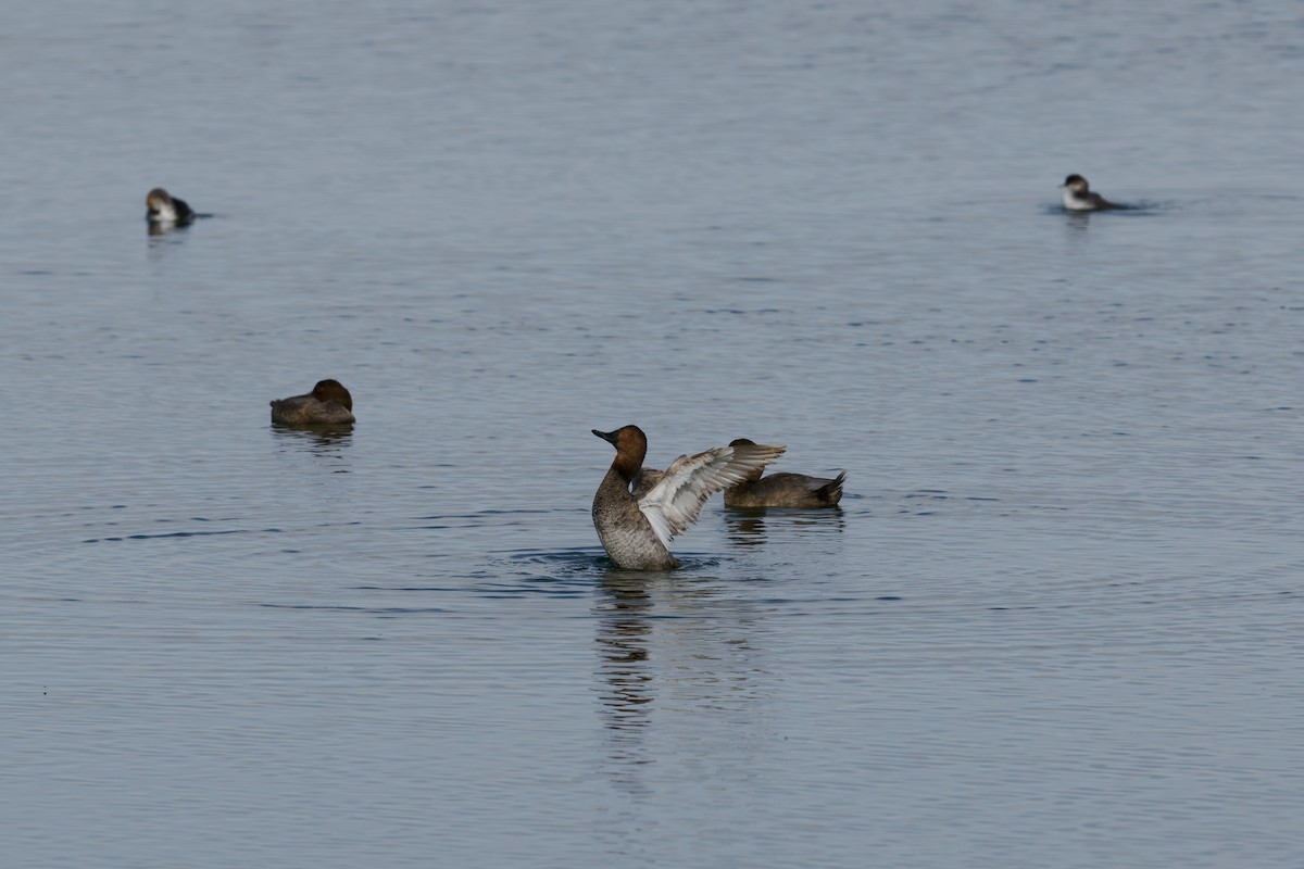 Common Pochard - ML646510933