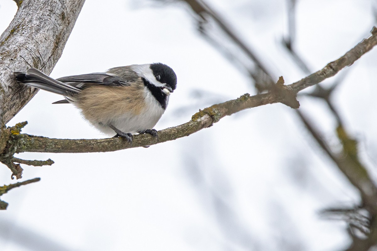 Black-capped Chickadee - ML646510934