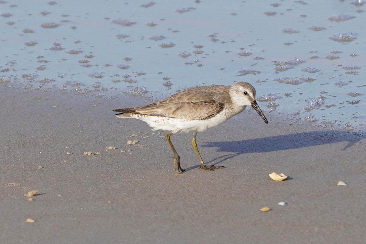 jespák rezavý - ML646510935