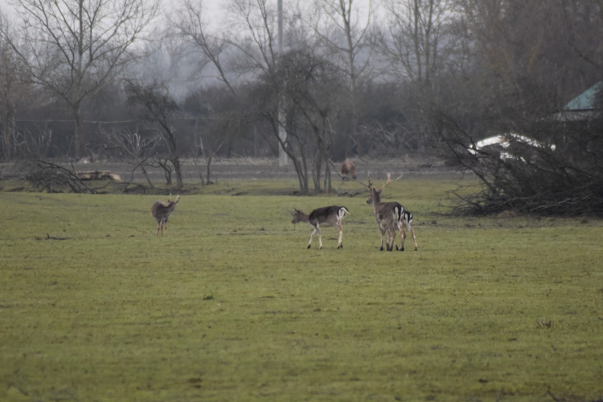 European Fallow Deer - ML646510937