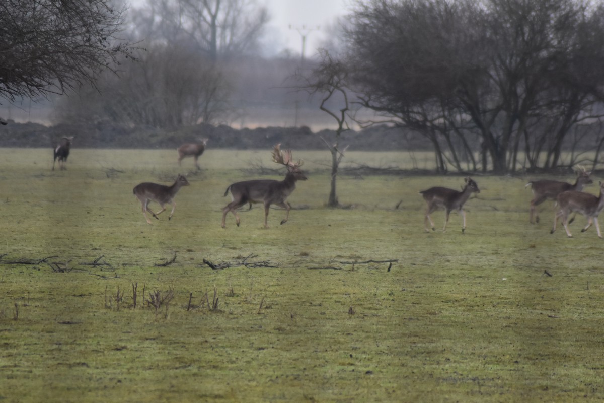 European Fallow Deer - ML646510938