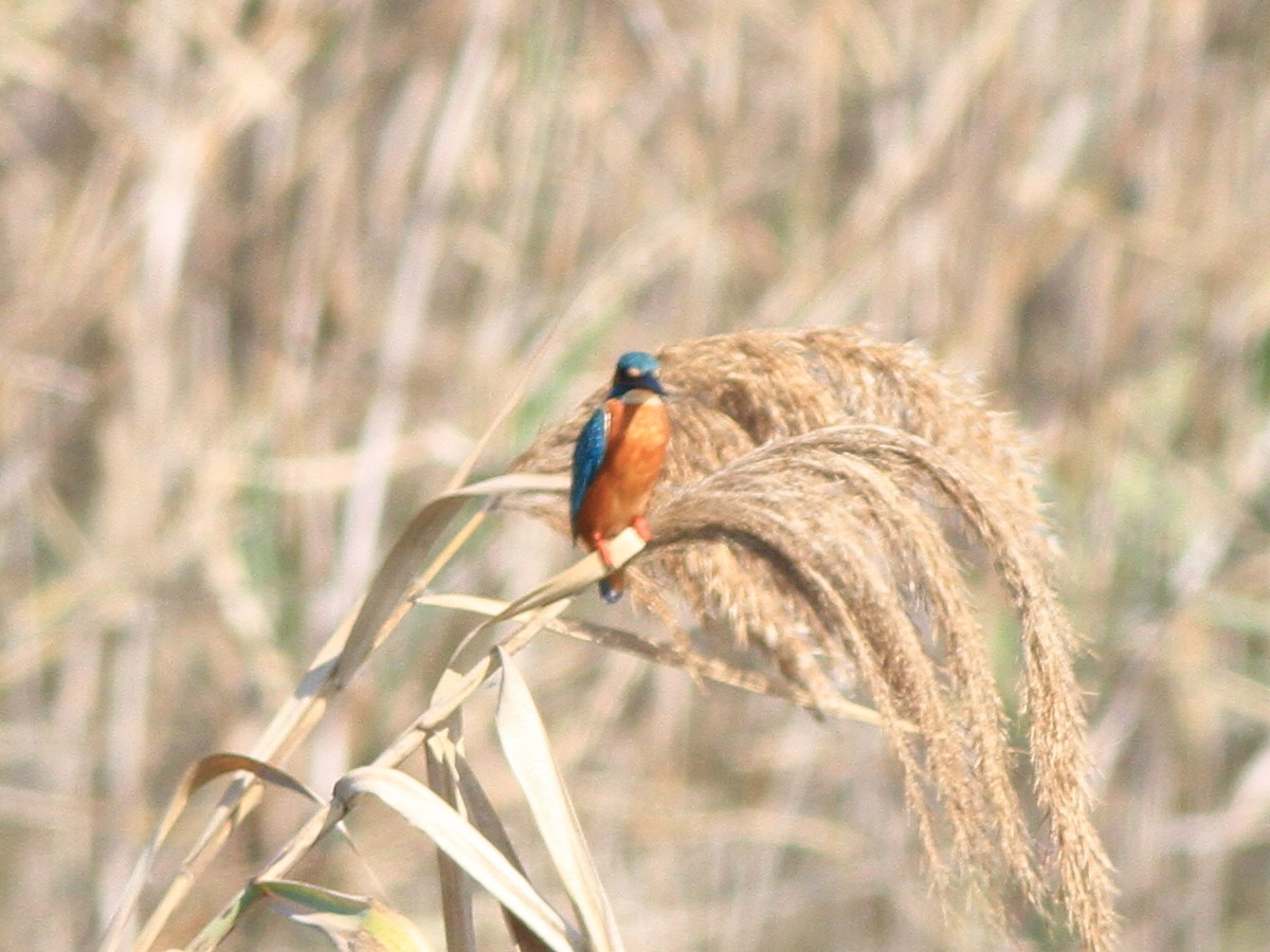 ledňáček říční - ML646510940