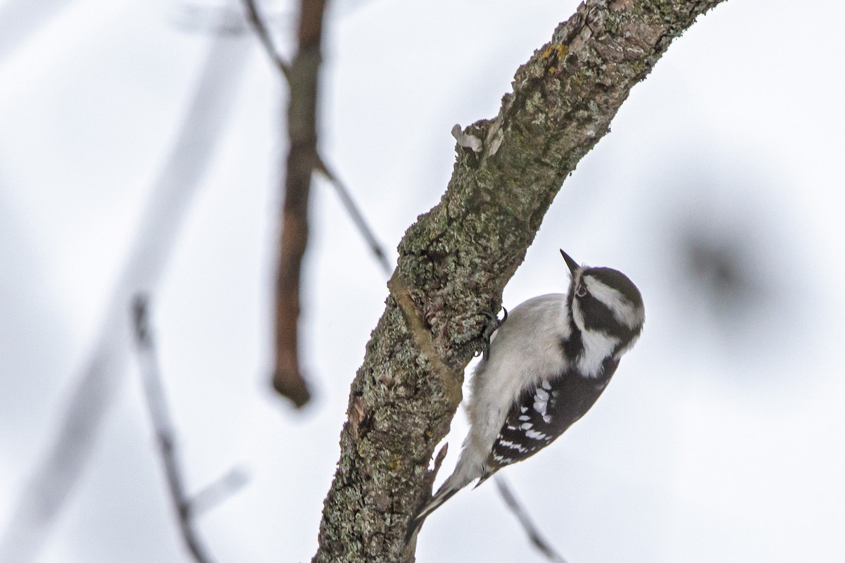 Dunenspecht - ML646510941