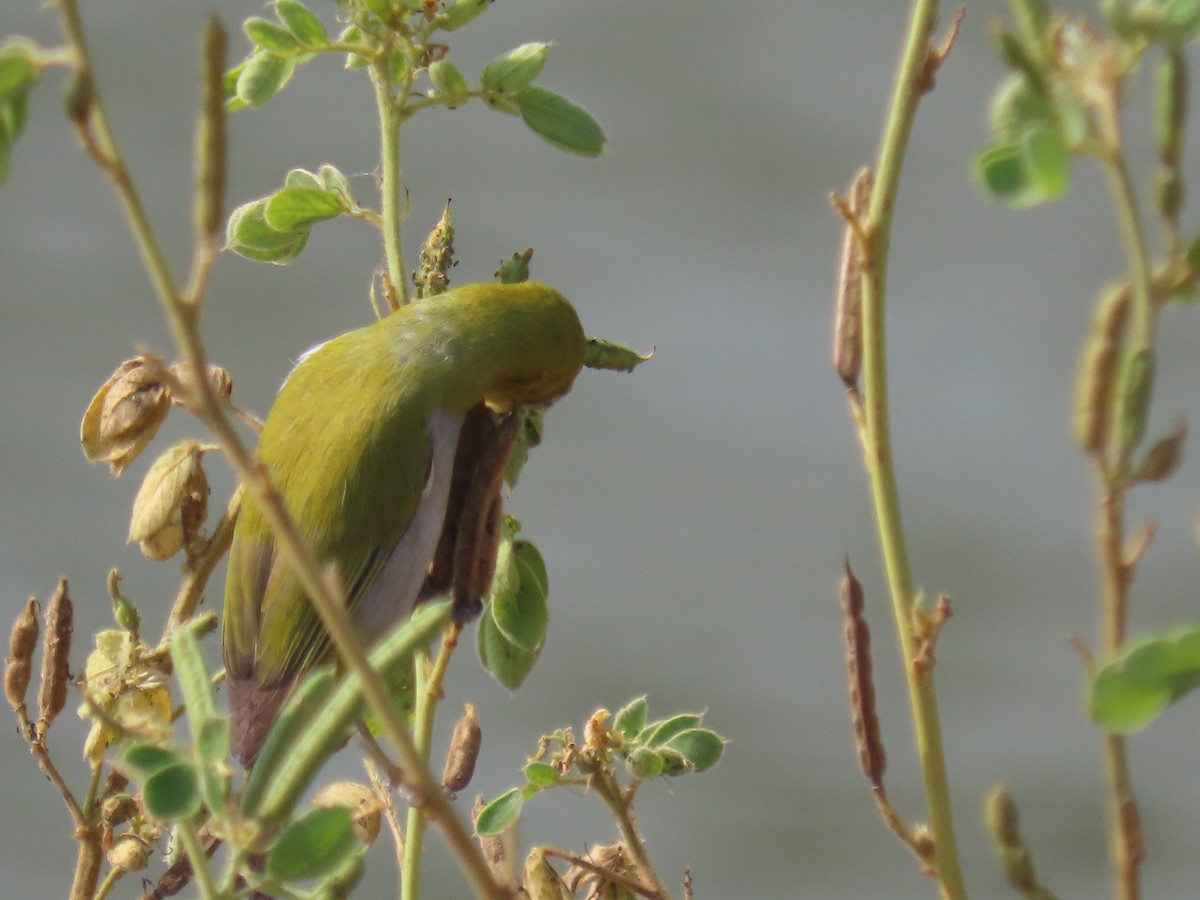 Indian White-eye - ML646510945