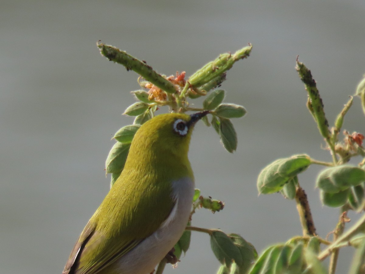 Indian White-eye - ML646510946