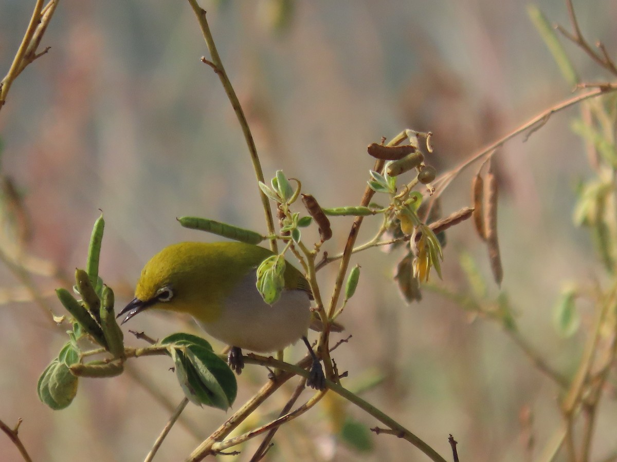 Indian White-eye - ML646510947