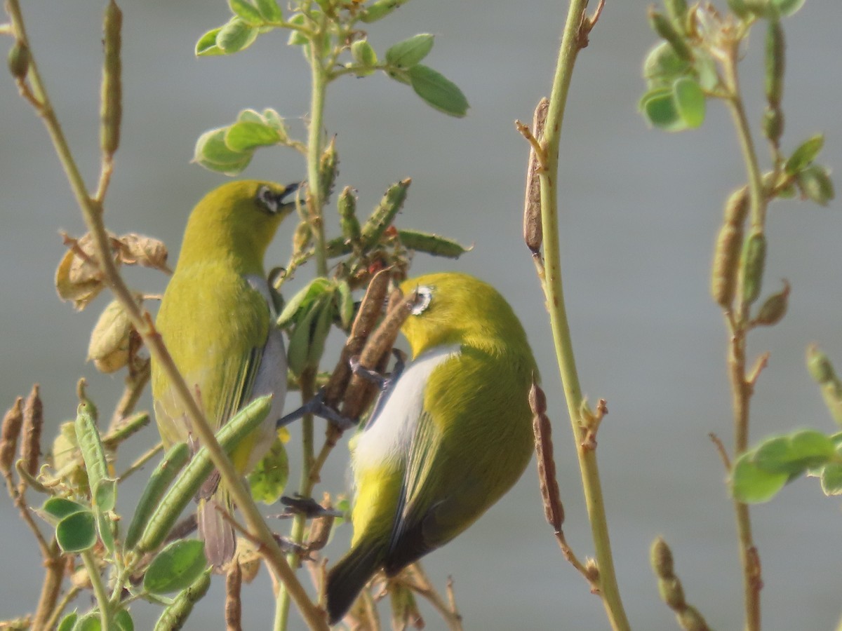 Indian White-eye - ML646510948