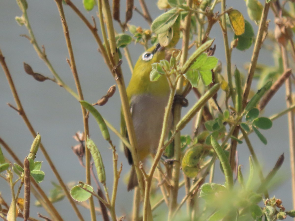 Indian White-eye - ML646510949