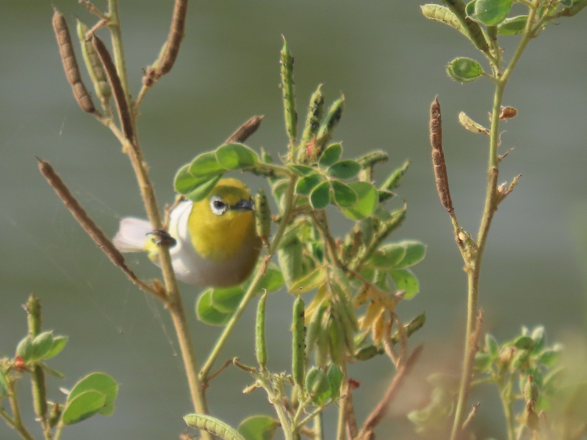 Indian White-eye - ML646510950