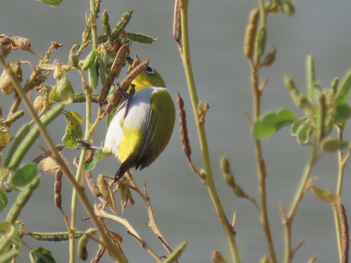 Indian White-eye - ML646510951