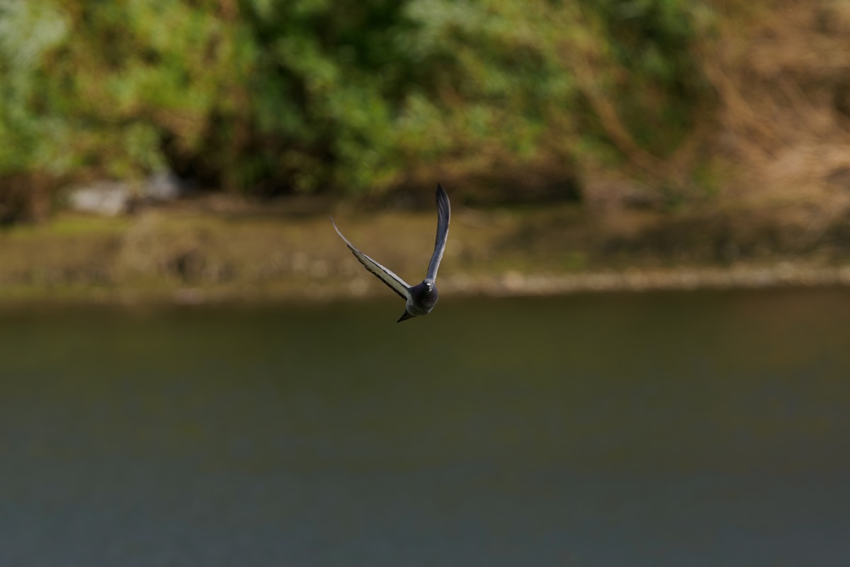 יונת סלעים - ML646510966