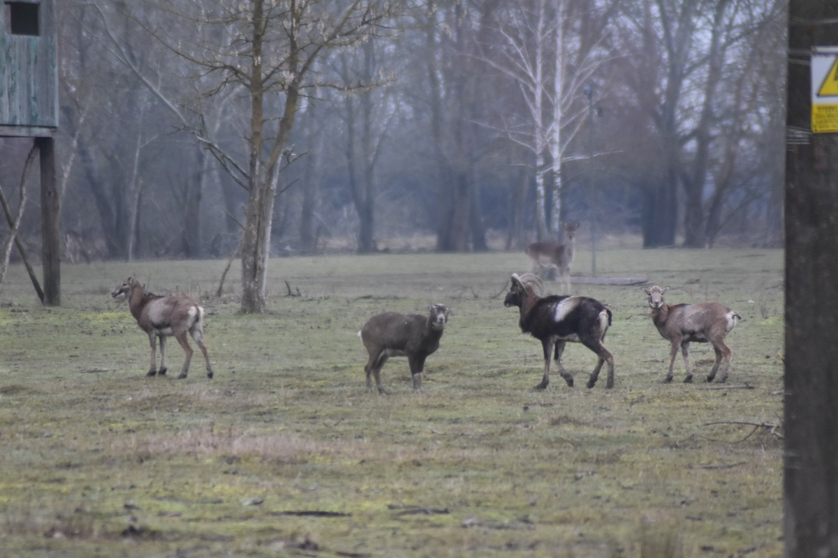 European Mouflon - ML646510967