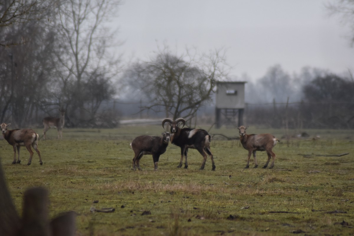 European Mouflon - ML646510968