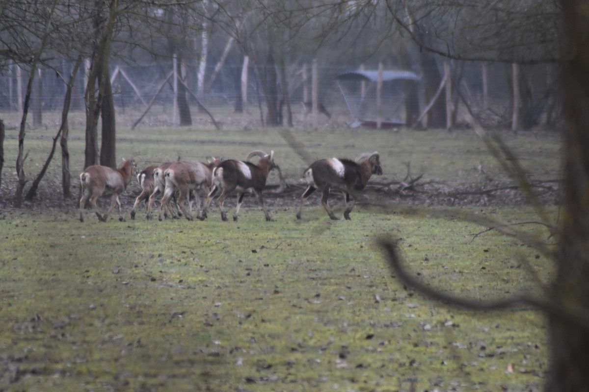 European Mouflon - ML646510969