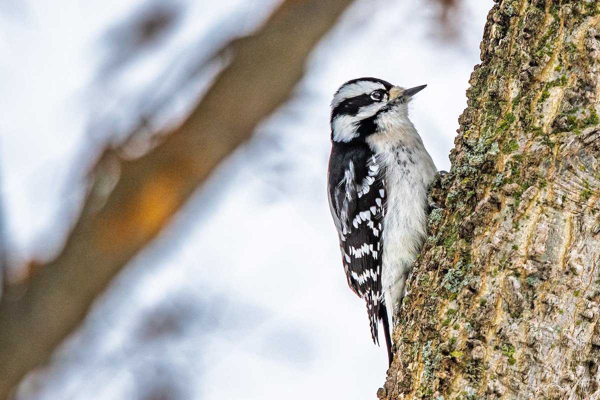 Dunenspecht - ML646510977