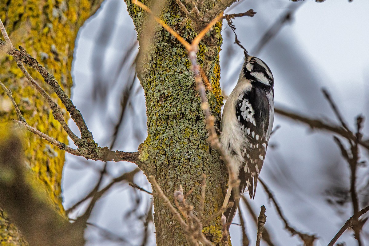 Dunenspecht - ML646510978