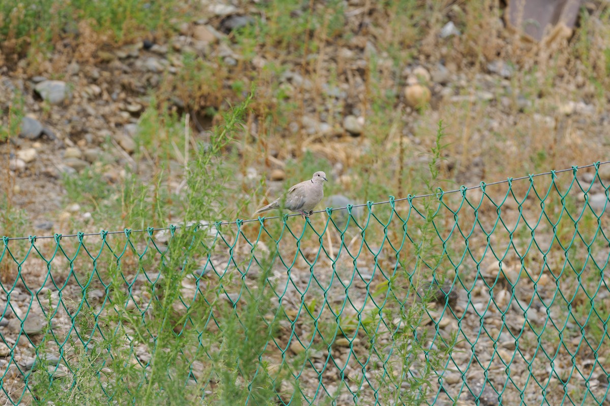 tyrkerdue - ML646510982