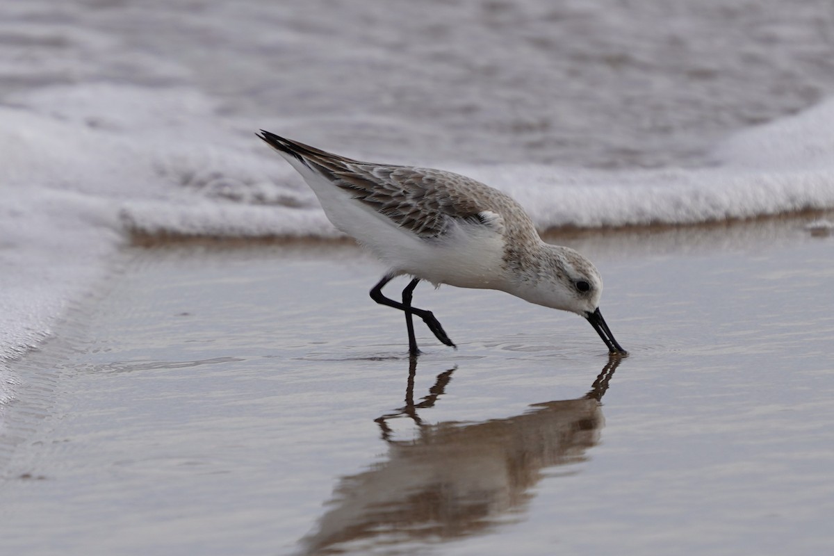 jespák písečný - ML646510984