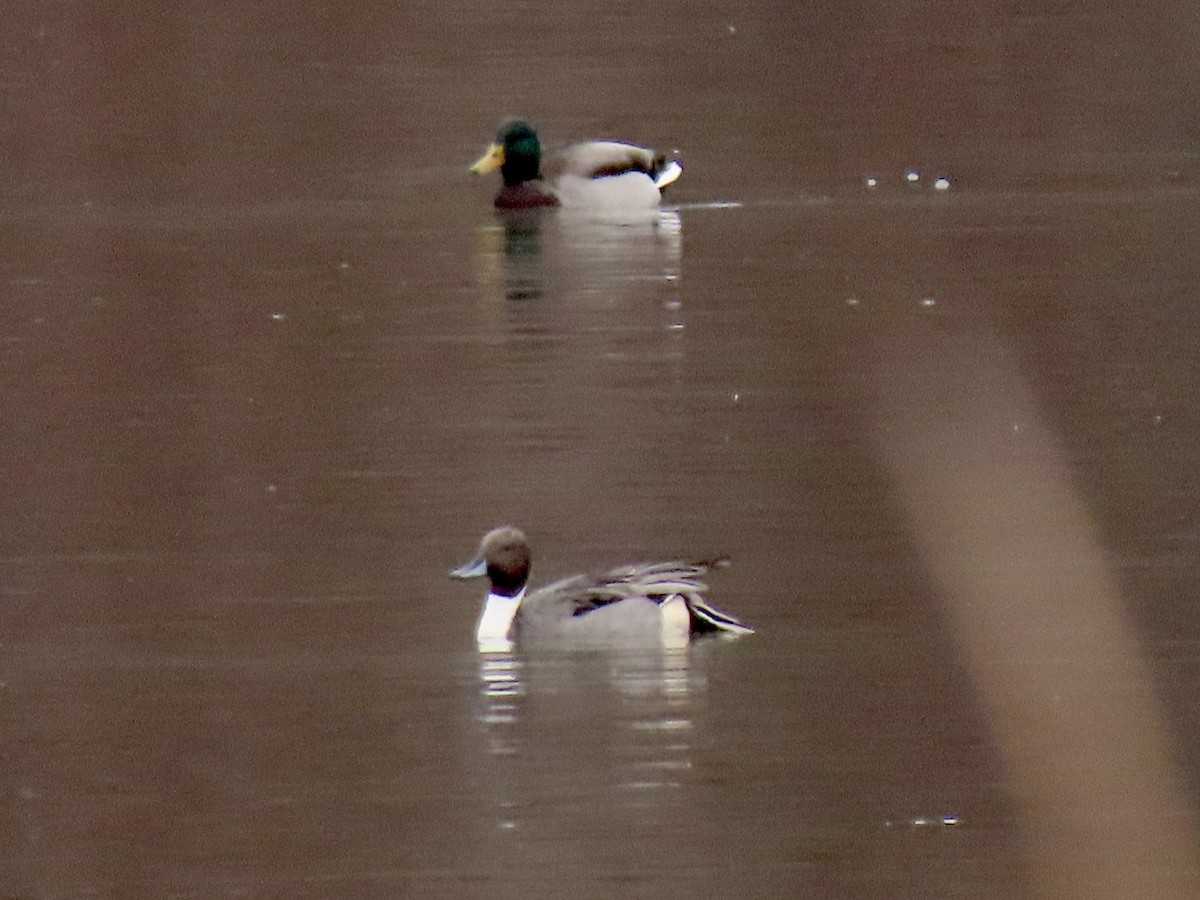 Northern Pintail - ML646510985