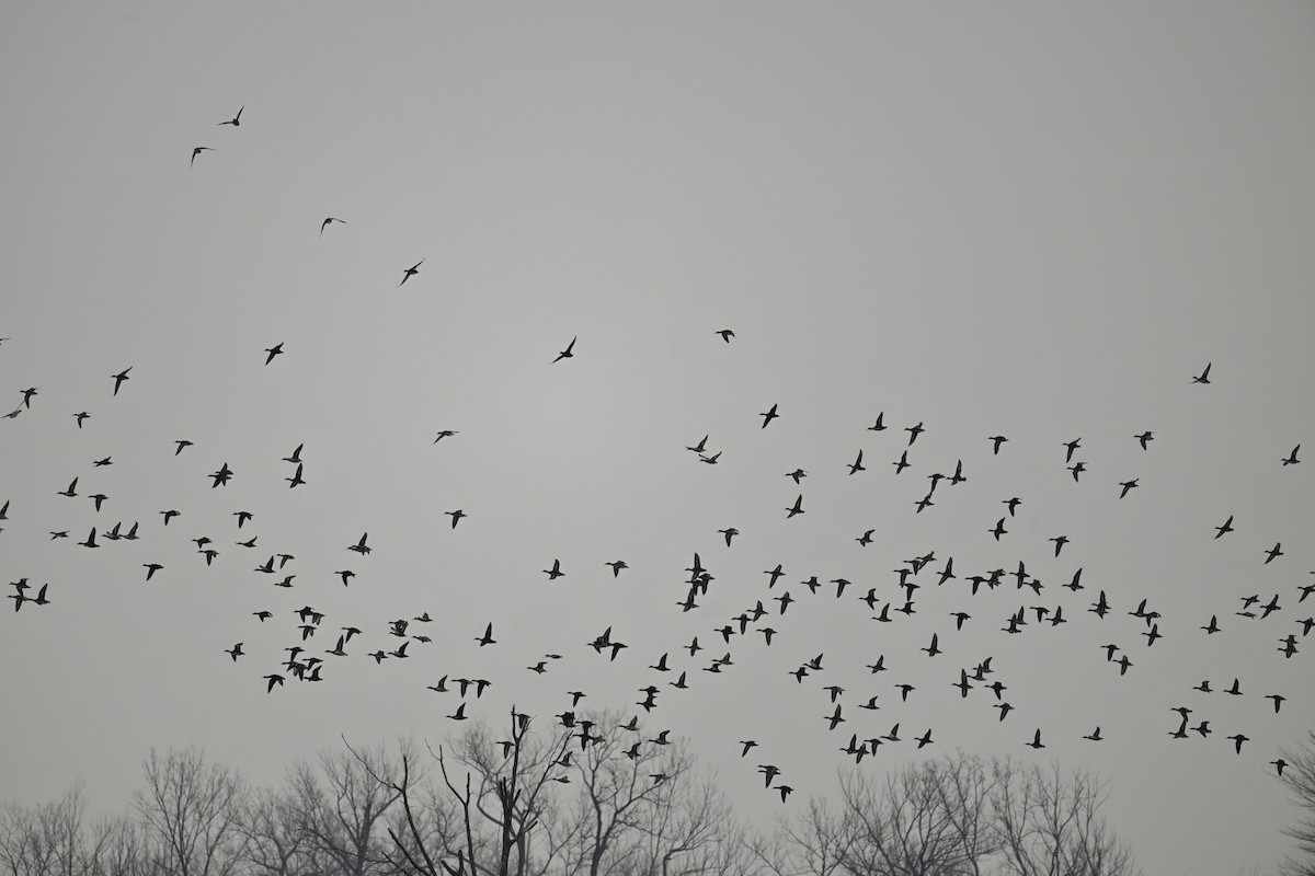 Крижень звичайний - ML646510987