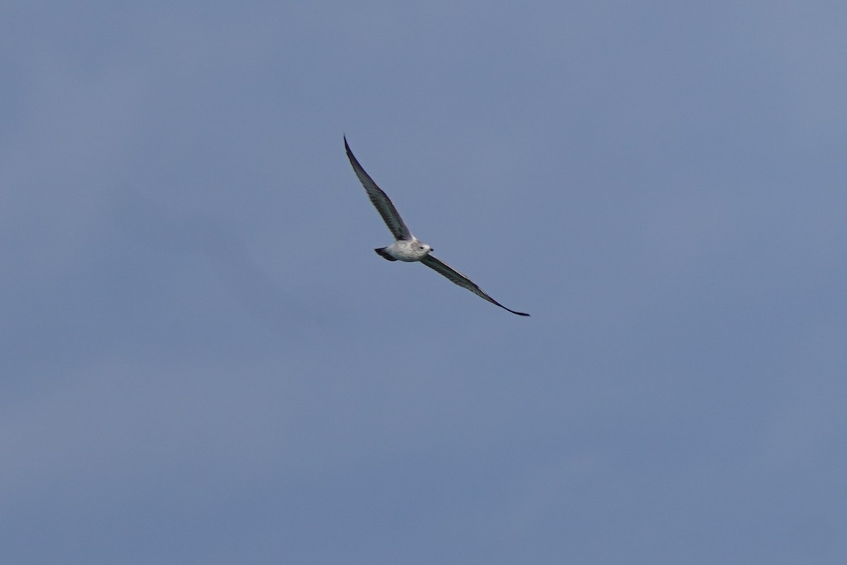 racek žlutonohý - ML646510995