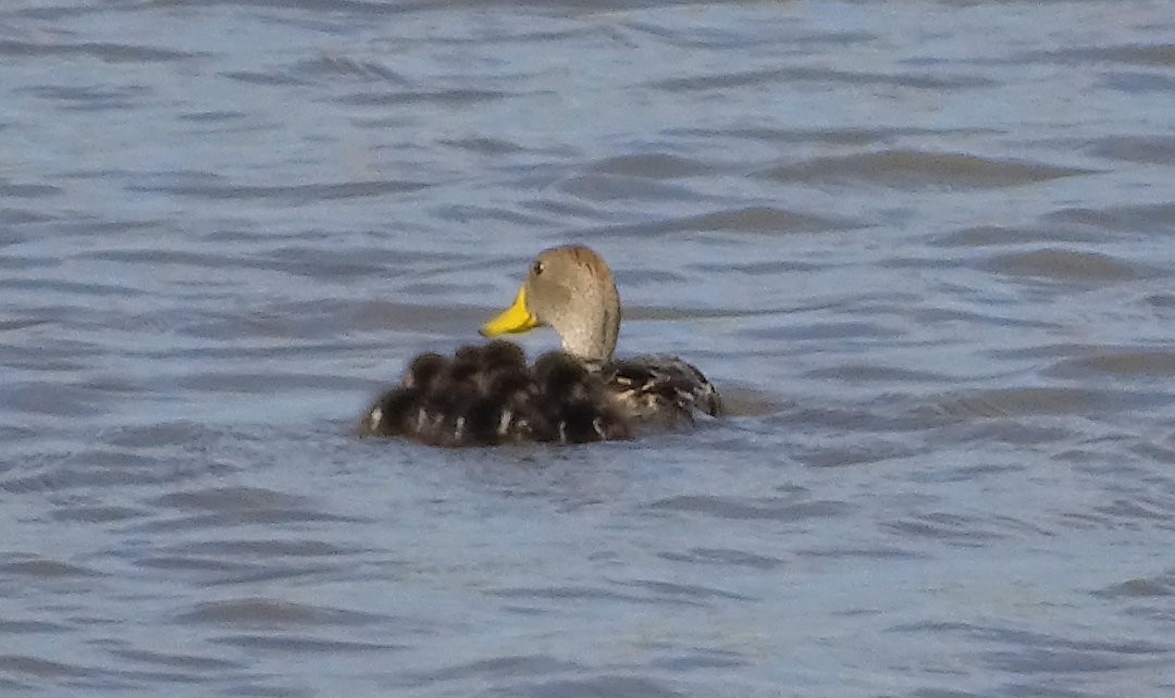 Желтоклювая шилохвость - ML646510996