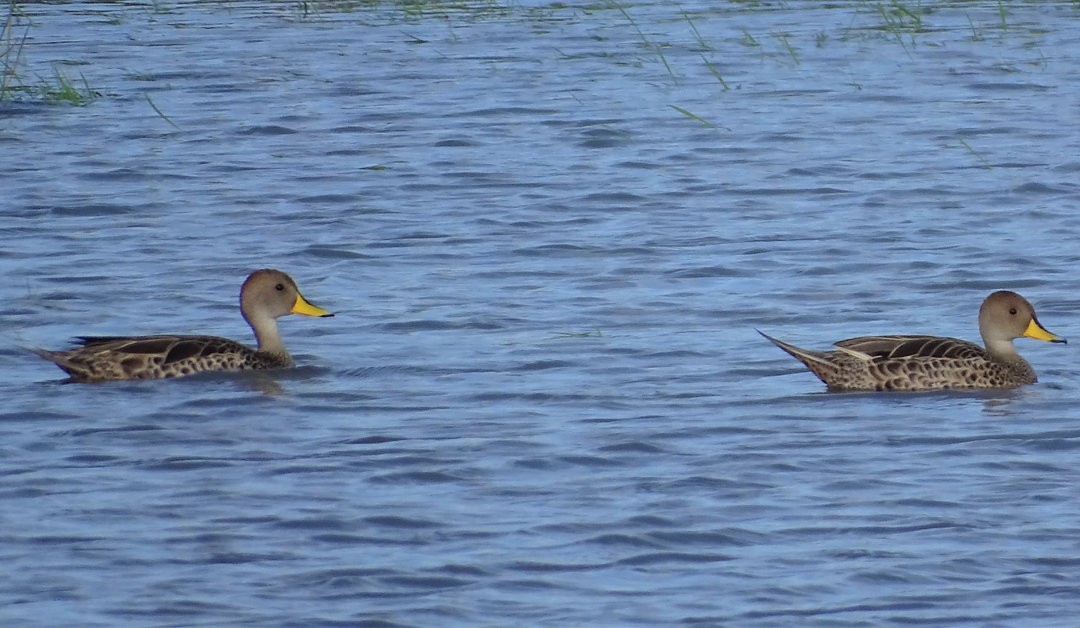 Желтоклювая шилохвость - ML646510997