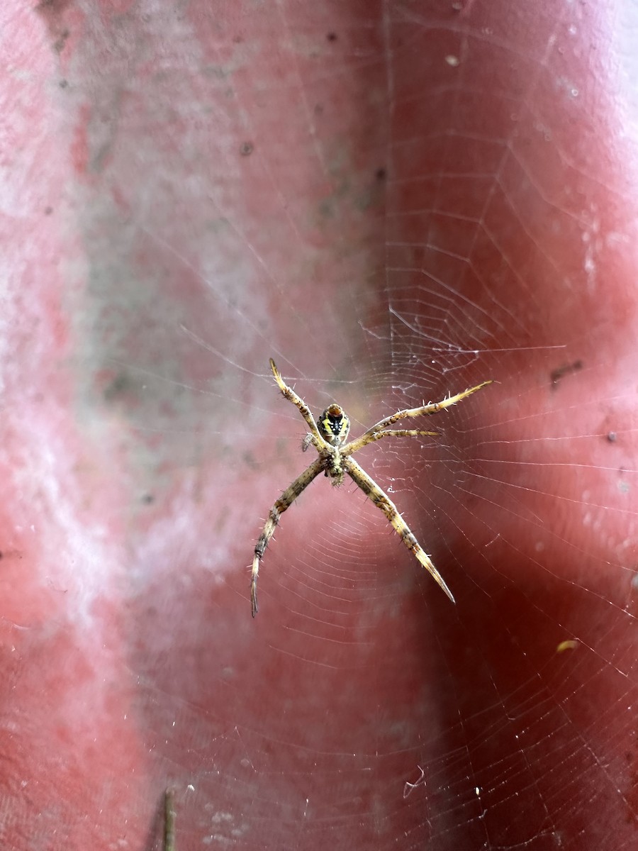 Garden cross spider - ML646511000