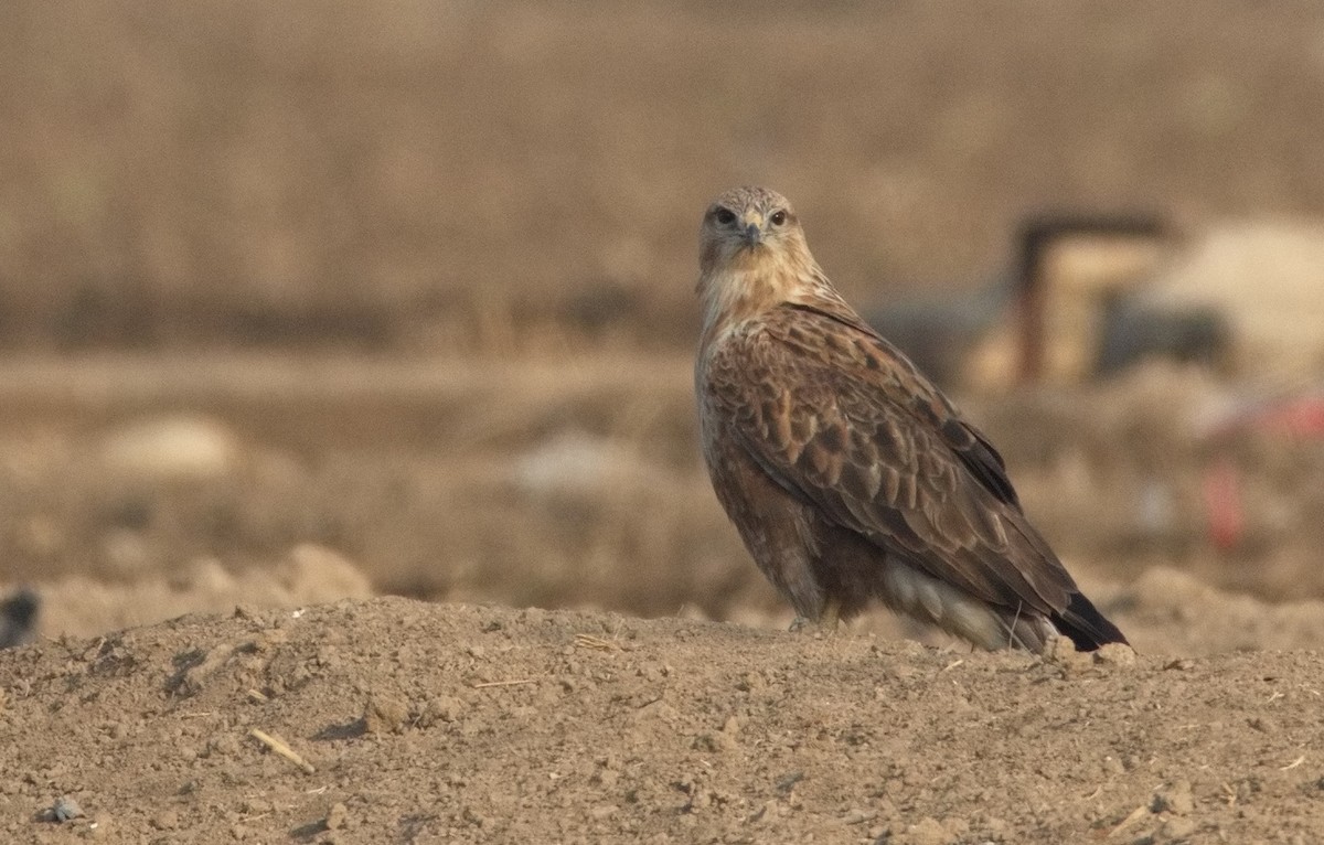 káně bělochvostá - ML646511001