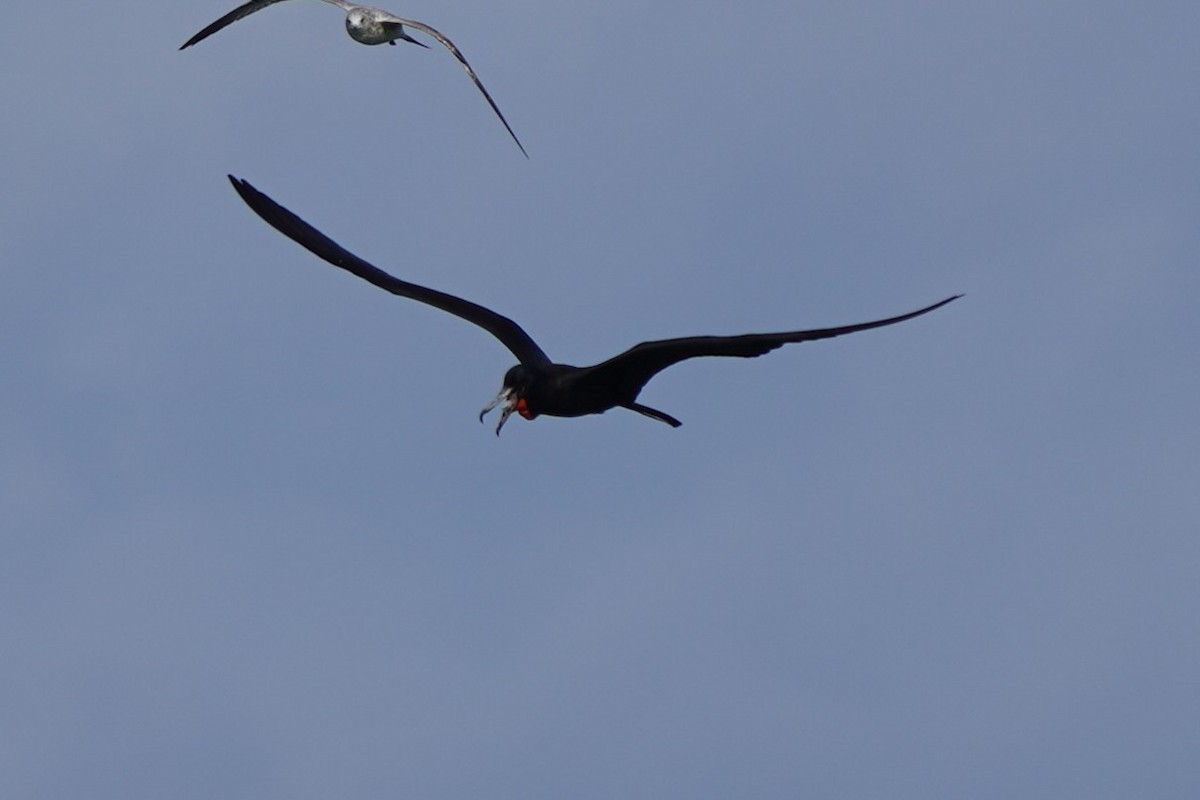 fregatka vznešená - ML646511002