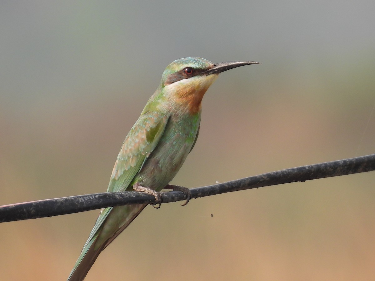 Blue-cheeked Bee-eater - ML646511003