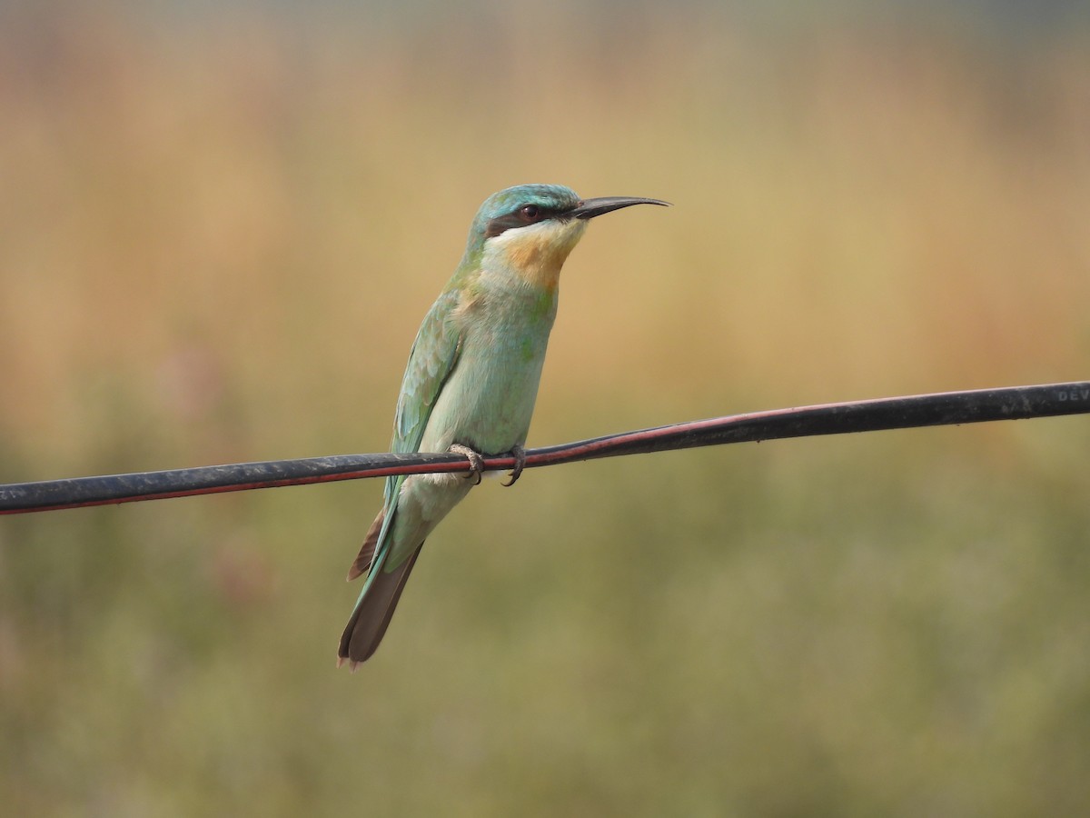 Blue-cheeked Bee-eater - ML646511004