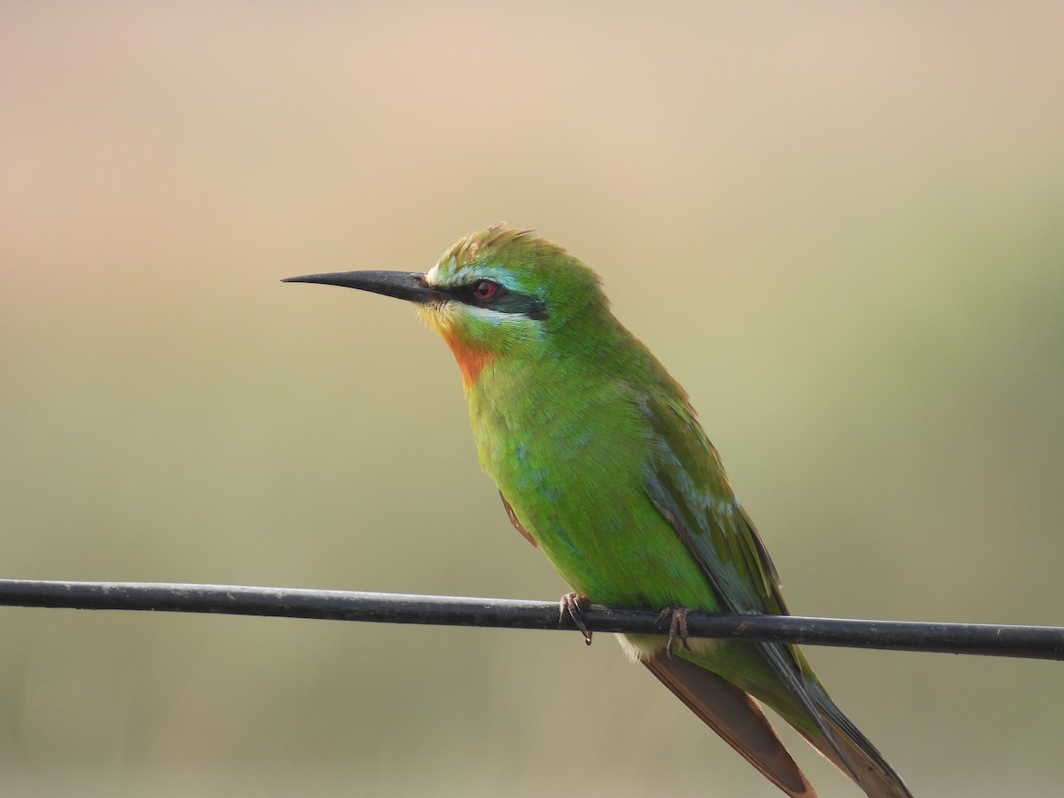 Blue-cheeked Bee-eater - ML646511006