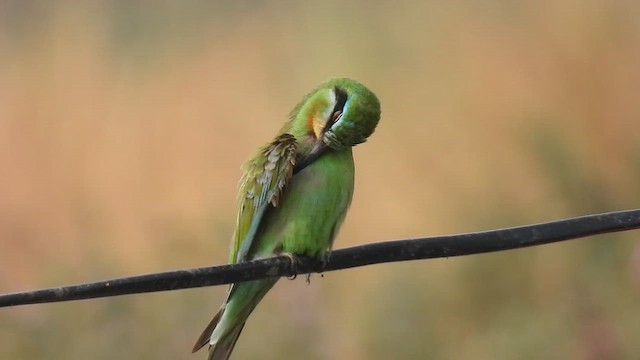 Yeşil Arıkuşu - ML646511013