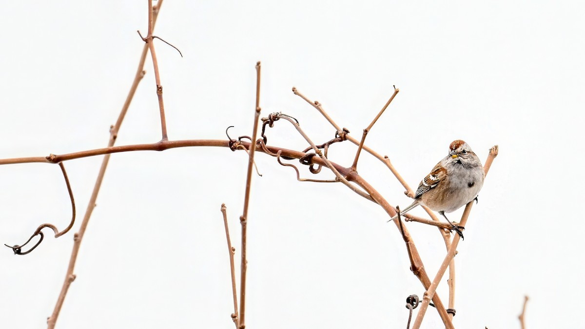 Пасовник північний - ML646511019