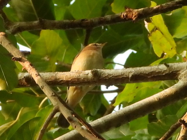 Dusky Warbler - ML646511030