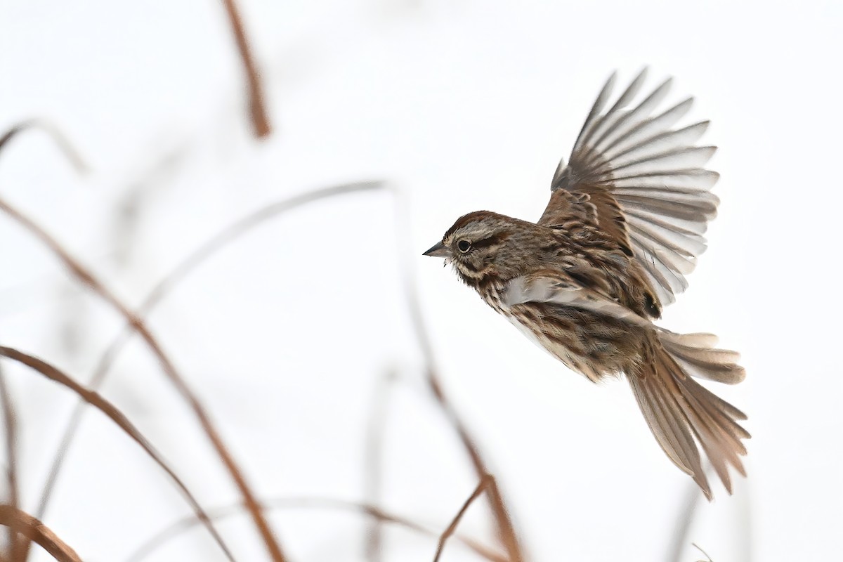 Пасовка співоча - ML646511032