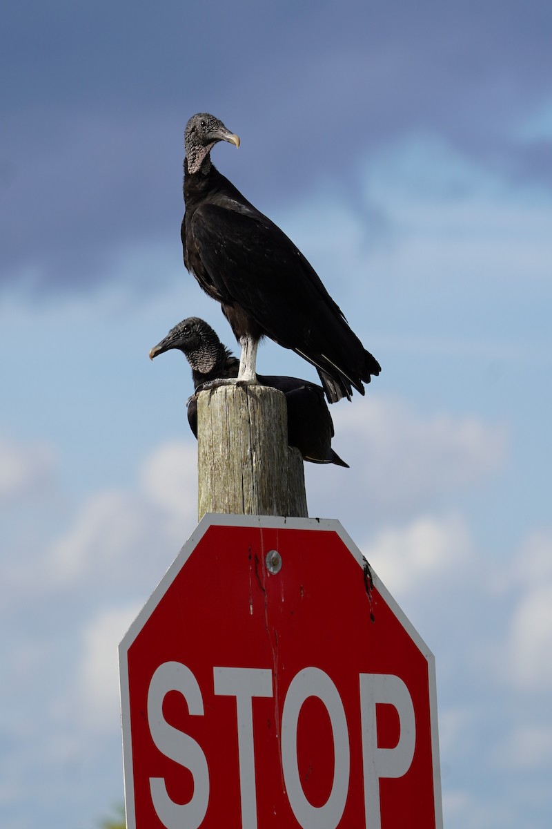 kondor havranovitý - ML646511034