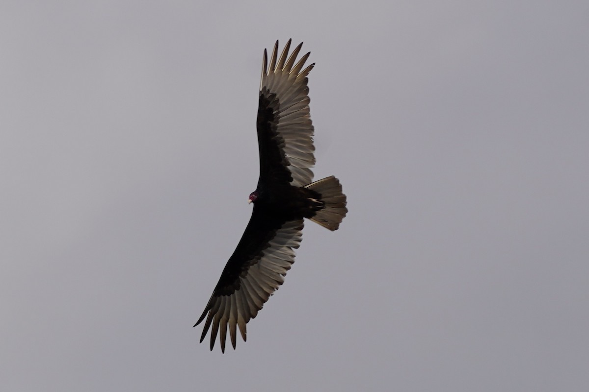 kondor krocanovitý - ML646511036