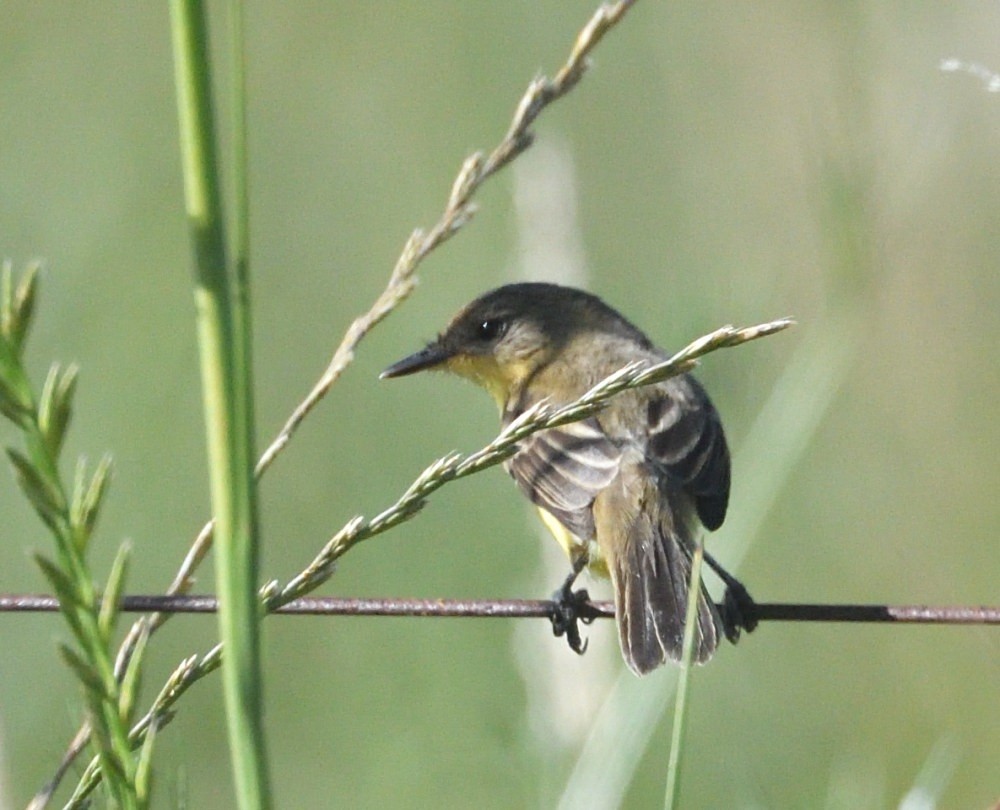 Warbling Doradito - ML646511037