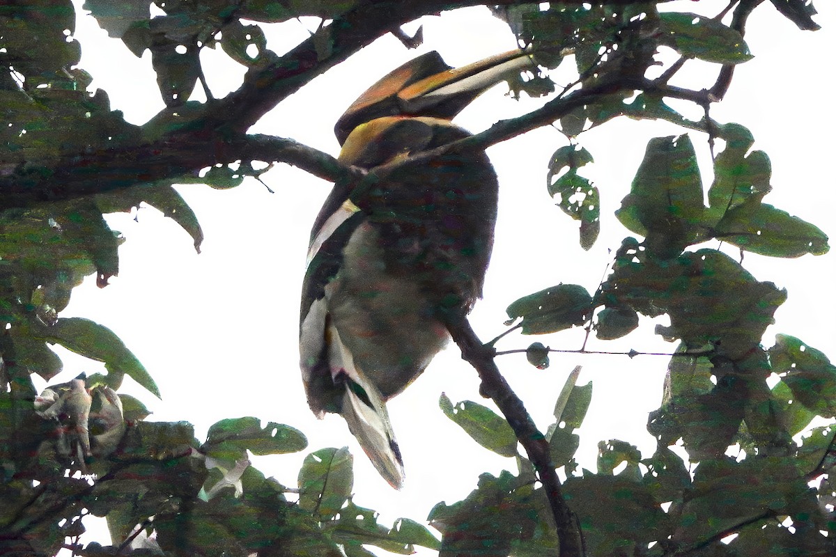 Great Hornbill - ML646511042