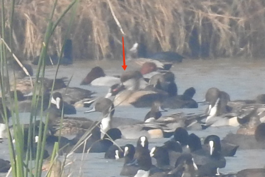 Red-crested Pochard - ML646511050