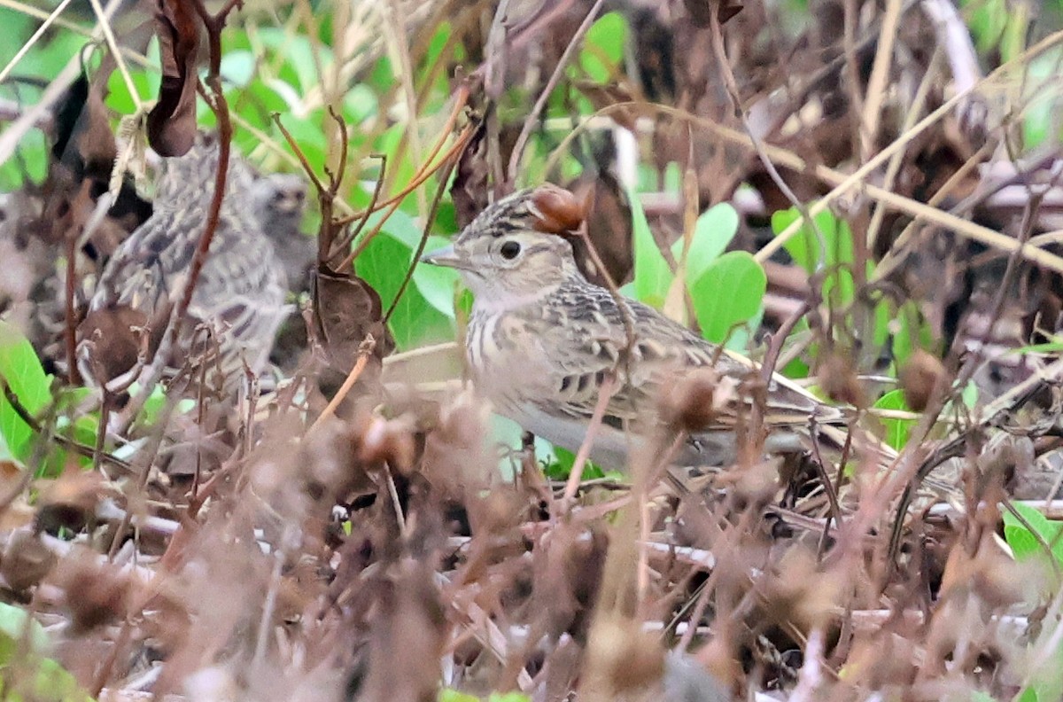 Eurasian Skylark - ML646511051