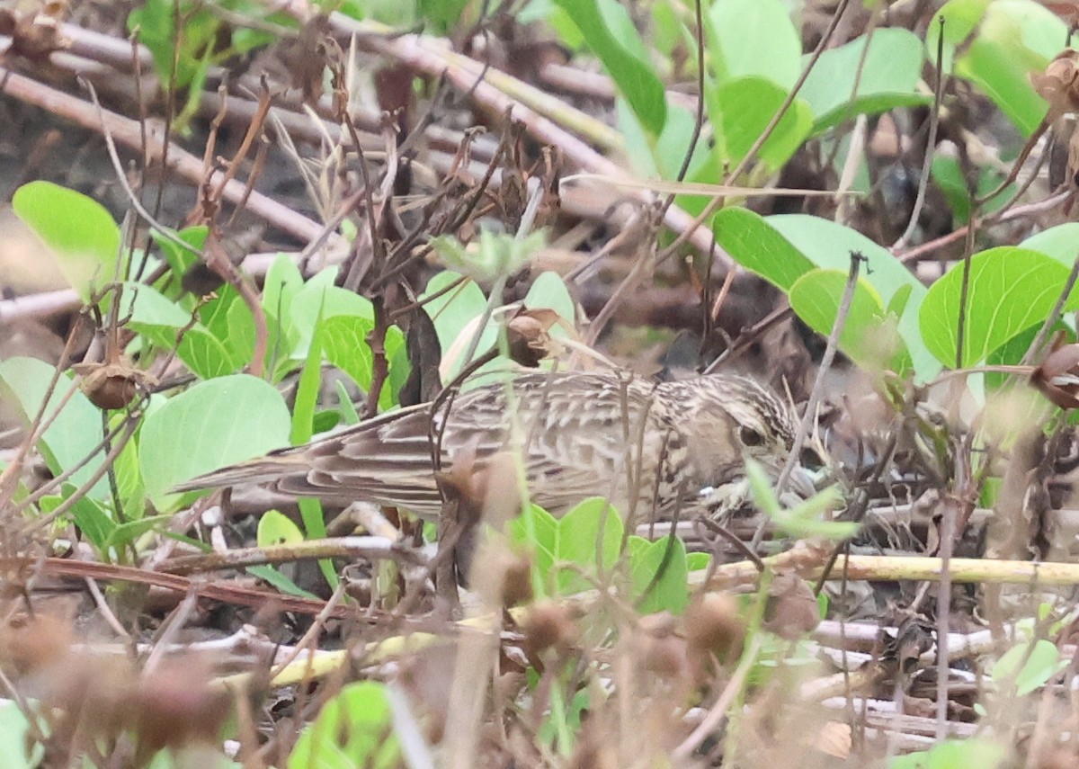Eurasian Skylark - ML646511052