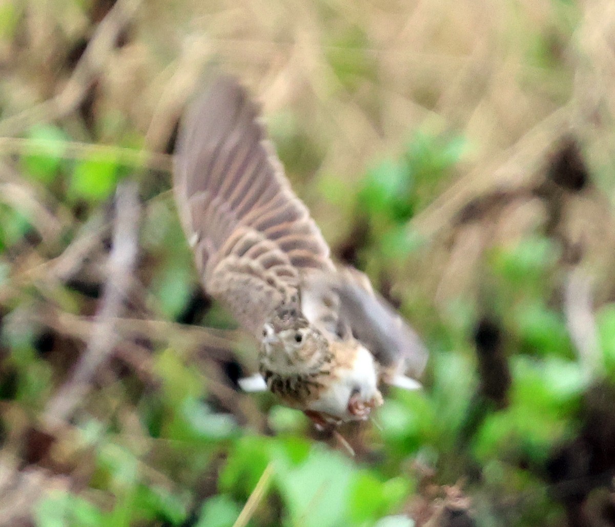 Eurasian Skylark - ML646511053