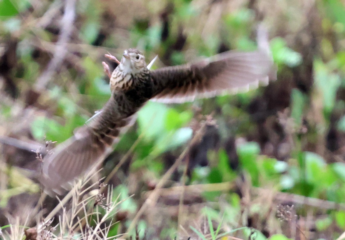 Eurasian Skylark - ML646511054